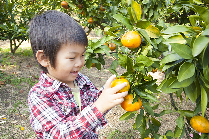みかんを狩る男の子